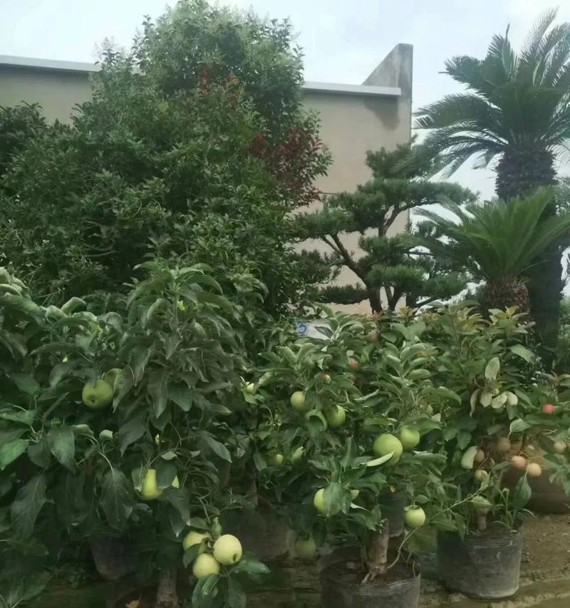 盆栽苹果树果实枯萎的解决方法？