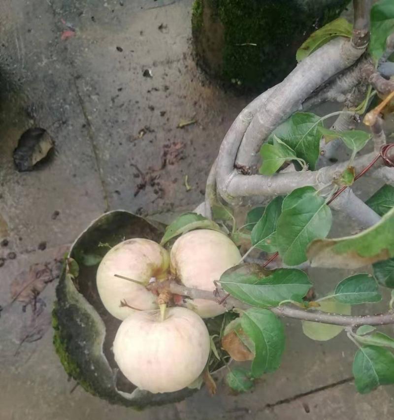 盆栽苹果树果实枯萎的解决方法？