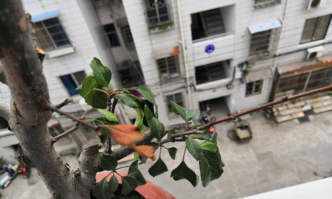 盆栽苹果树果实枯萎的解决方法？