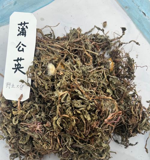 药用蒲公英的特征是什么？如何区分药用蒲公英？