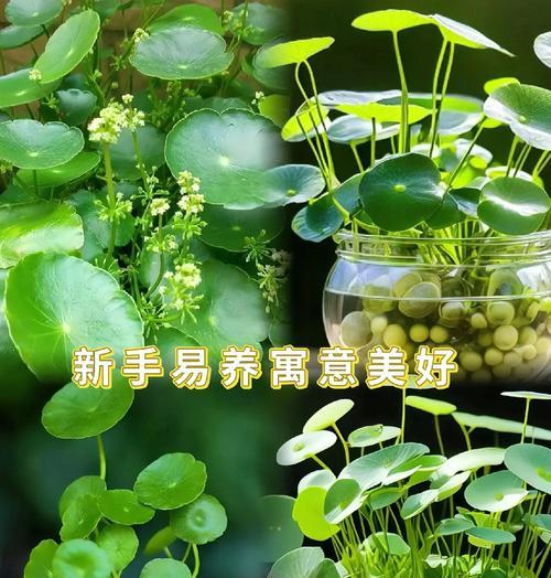 水培金钱草怎么养？水培金钱草的养护方法和常见问题是什么？
