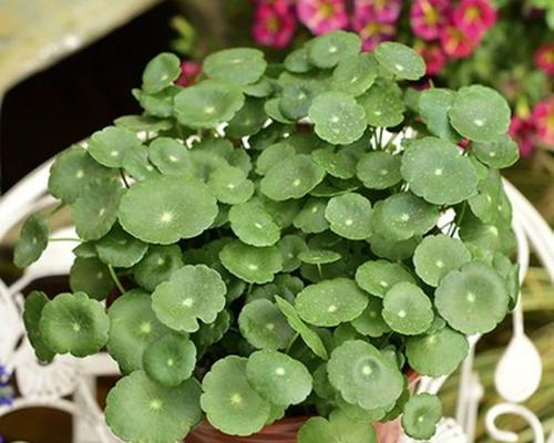 水培金钱草怎么养？水培金钱草的养护方法和常见问题是什么？