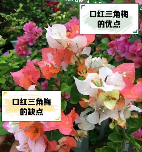 什么花可以做口红？制作口红的花卉有哪些？