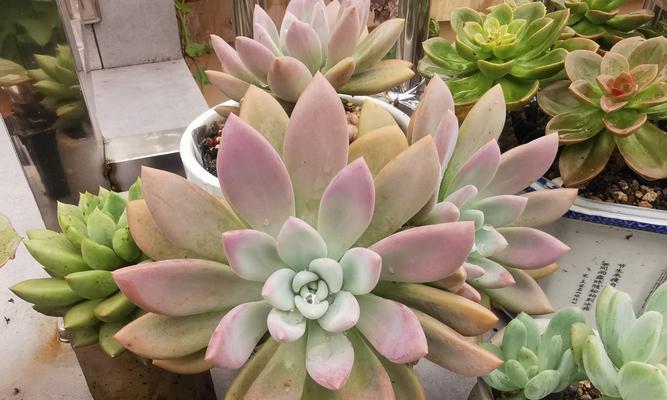 多肉花的养植技巧有哪些？如何保持其色彩鲜艳？