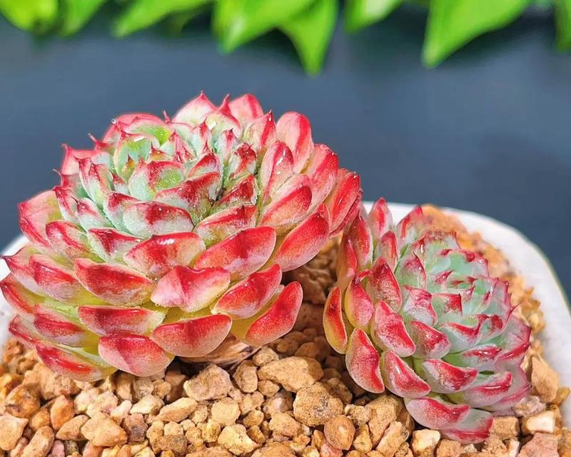 多肉花的养植技巧有哪些？如何保持其色彩鲜艳？