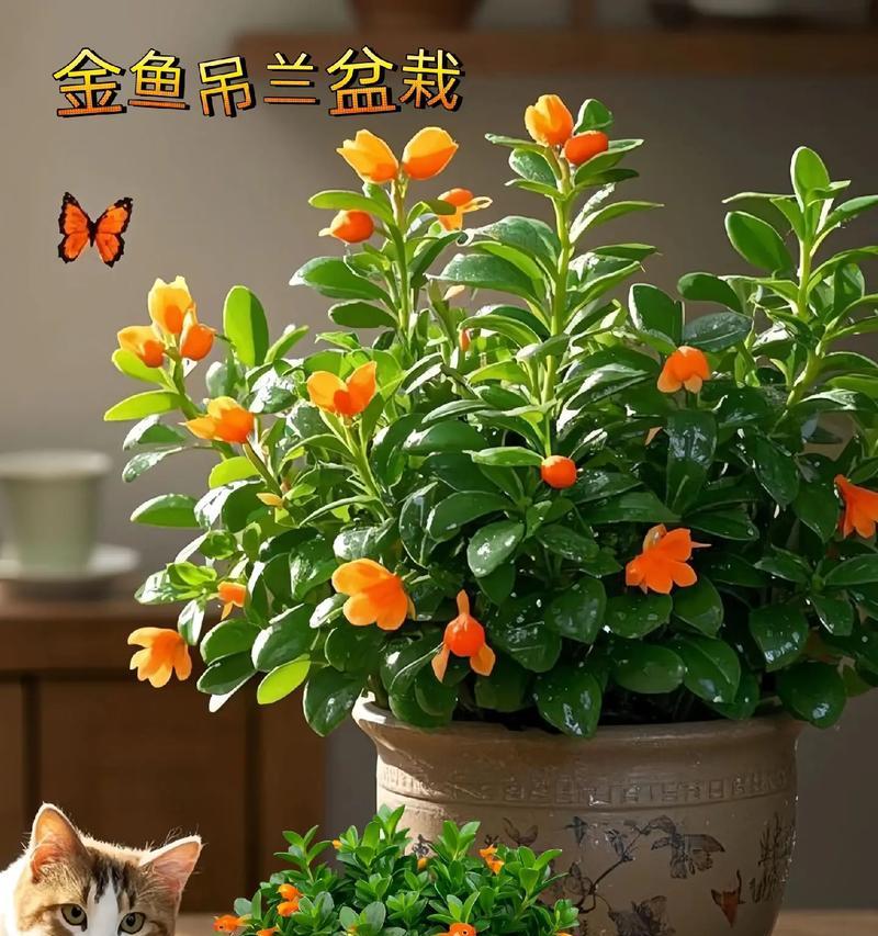 吊兰如何养殖？吊兰养殖需要注意哪些要点？