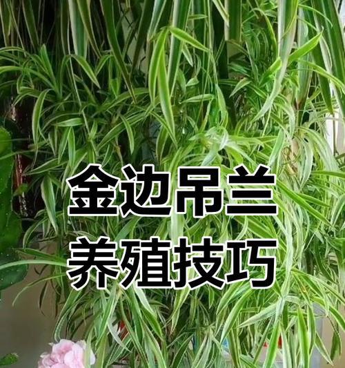 吊兰如何养殖？吊兰养殖需要注意哪些要点？