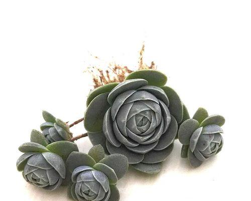 虹之玉爆盆的秘诀是什么？怎样促进其分枝和生长？