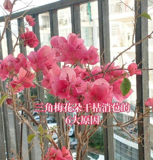 鹅掌藤的浇水技巧是什么？如何避免过度浇水？