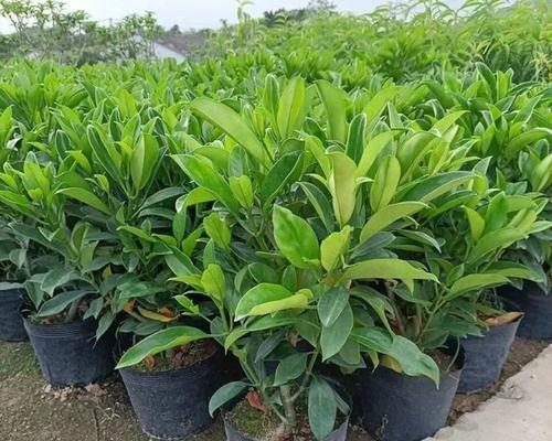 非洲茉莉的花期是什么时候？