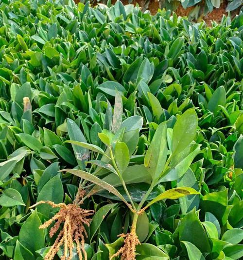 非洲茉莉的花期是什么时候？