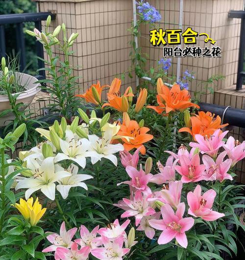 百合的最佳种植时间是什么时候？种植百合有哪些技巧？