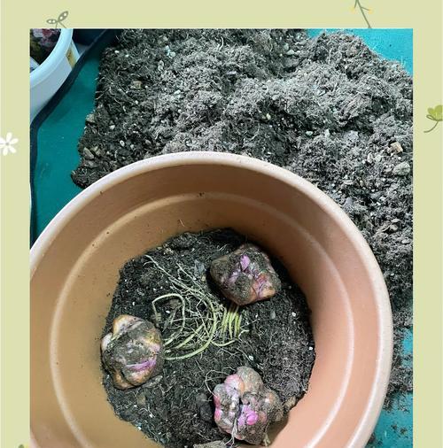 百合的最佳种植时间是什么时候？种植百合有哪些技巧？