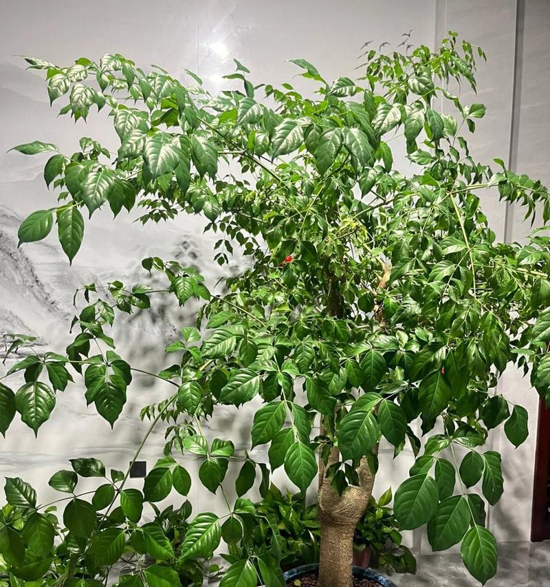 幸福树修剪的最佳时机是什么时候？