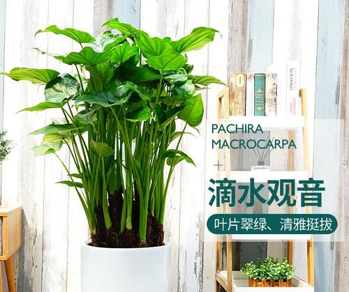 滴水观音适合哪种花盆？选择花盆时应注意什么？