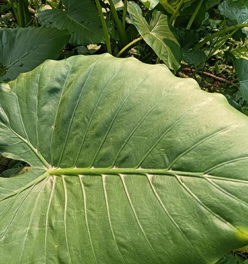 滴水观音适合哪种花盆？选择花盆时应注意什么？