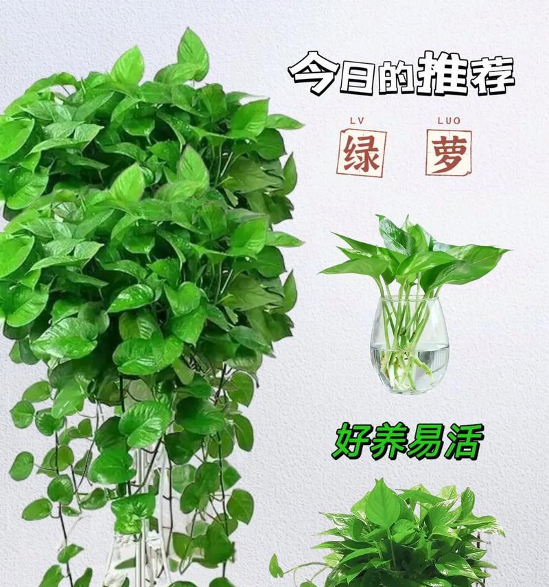 绿萝快速繁殖的有效方法是什么？