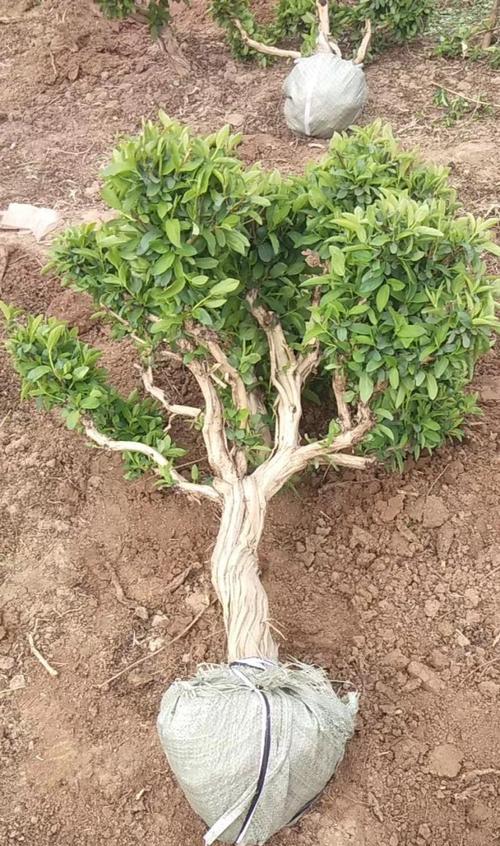 金银花盆景根部如何增粗？金银花盆景根变粗的方法是什么？
