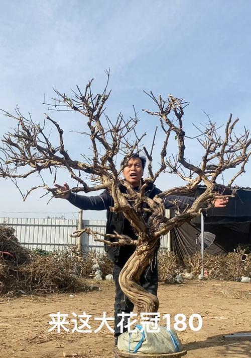 金银花盆景根部如何增粗？金银花盆景根变粗的方法是什么？