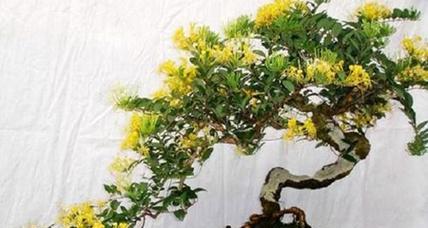 金银花盆景根部如何增粗？金银花盆景根变粗的方法是什么？