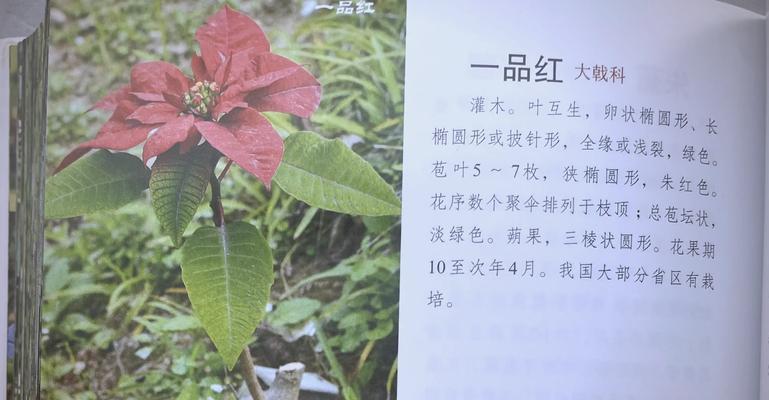 一品红叶子脱落的原因？如何防止叶子掉落？