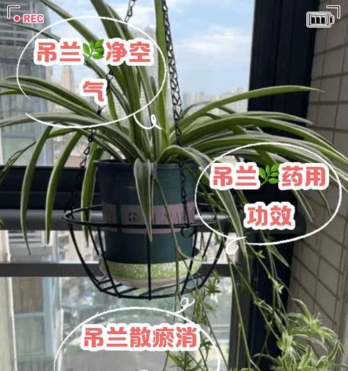 珍珠吊兰的正确养护方法是什么？