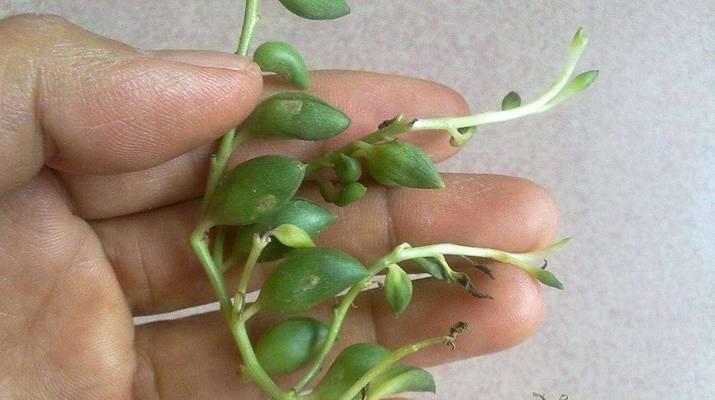 珍珠吊兰的正确养护方法是什么？