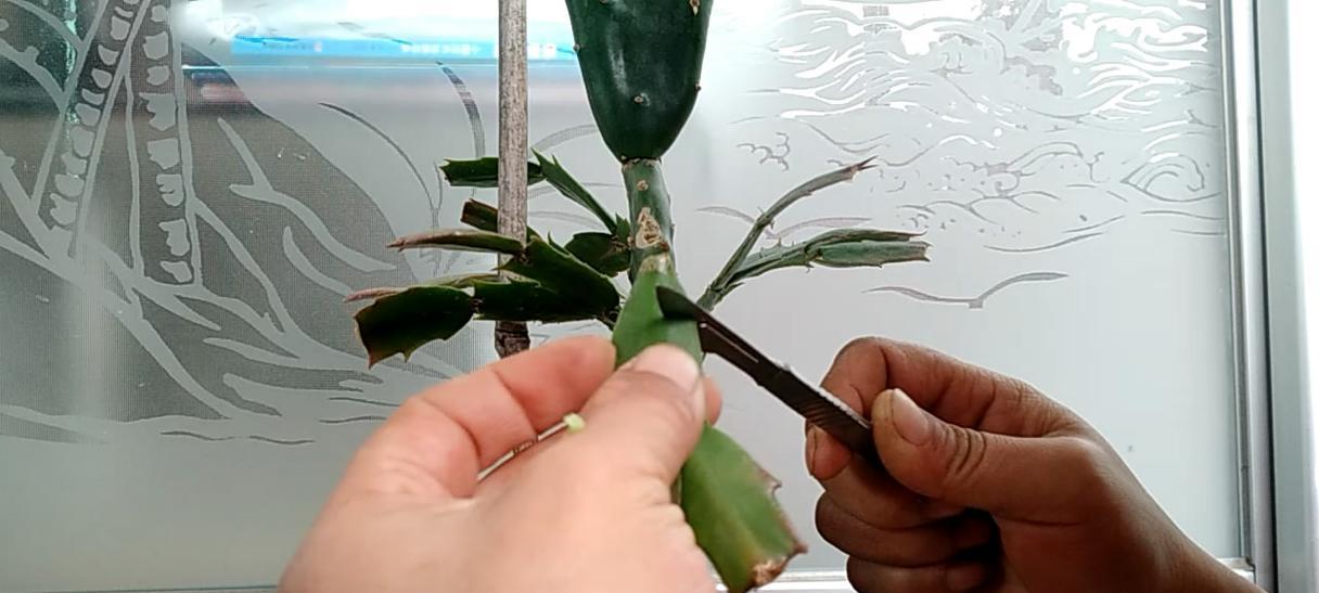 蟹爪兰嫁接的最佳选择是什么？如何进行蟹爪兰的嫁接操作？