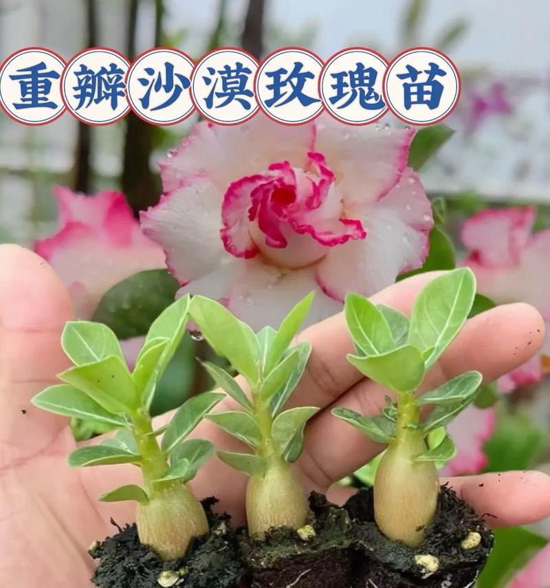 沙漠玫瑰的种植方法是什么？如何确保沙漠玫瑰的成活率？
