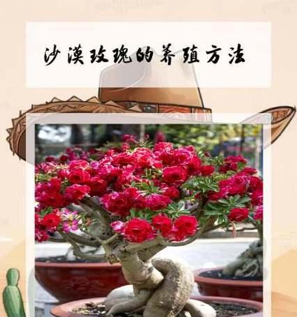 沙漠玫瑰的种植方法是什么？如何确保沙漠玫瑰的成活率？