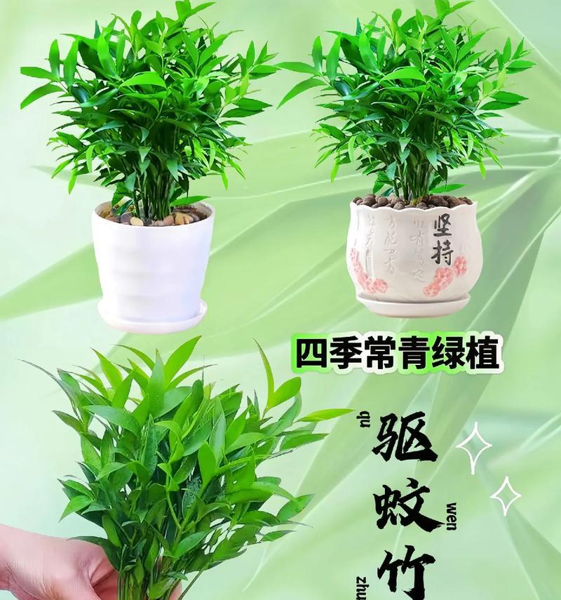 水培植物水中添加物的选择？