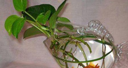 水培植物水中添加物的选择？