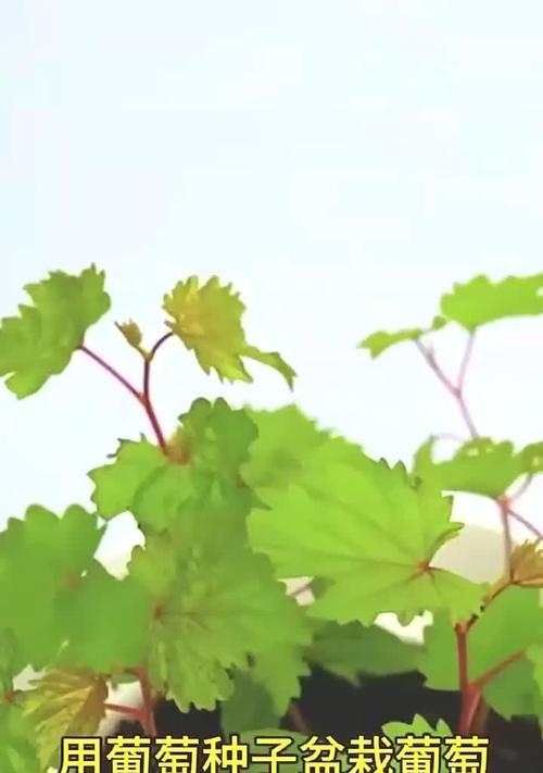 盆栽葡萄留几个花序最好？如何确保产量与品质？