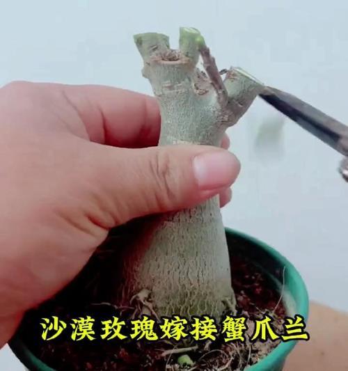 沙漠玫瑰嫁接的最佳时间是什么时候？嫁接后如何护理？