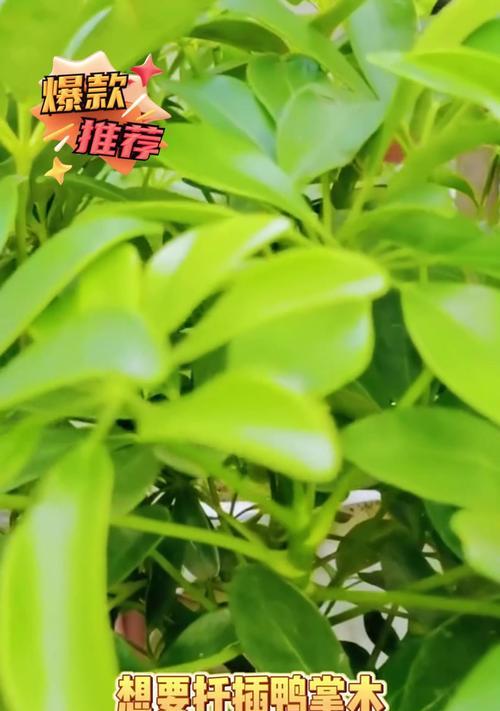 鸭掌树扦插方法及注意事项是什么？