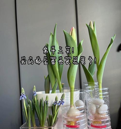 水培风信子的最佳种植时间是什么时候？如何正确种植水培风信子？