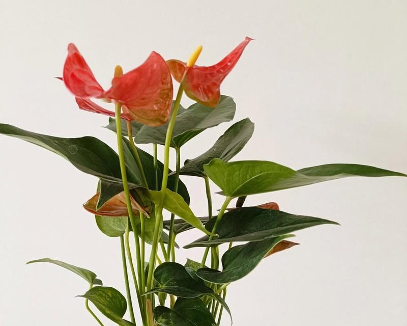 红掌开花后如何进行后续养护？