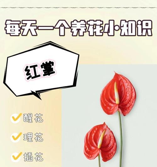 红掌开花后如何进行后续养护？