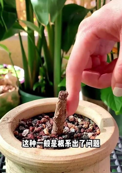 小肉肉植物的养殖技巧有哪些？如何避免烂根？