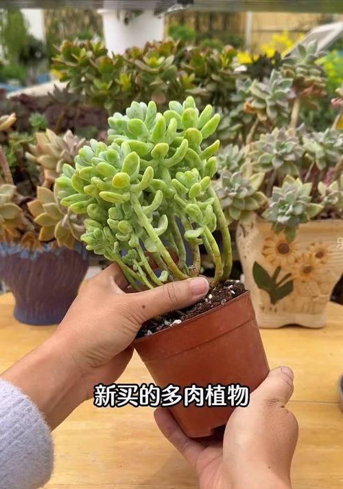 小肉肉植物的养殖技巧有哪些？如何避免烂根？