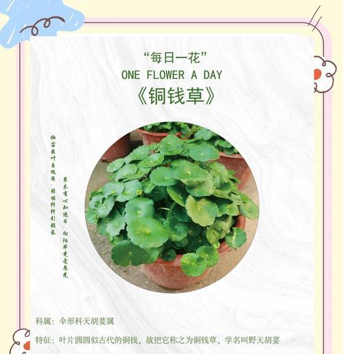 铜钱草的种植方法有哪些？怎样保证铜钱草的生长？