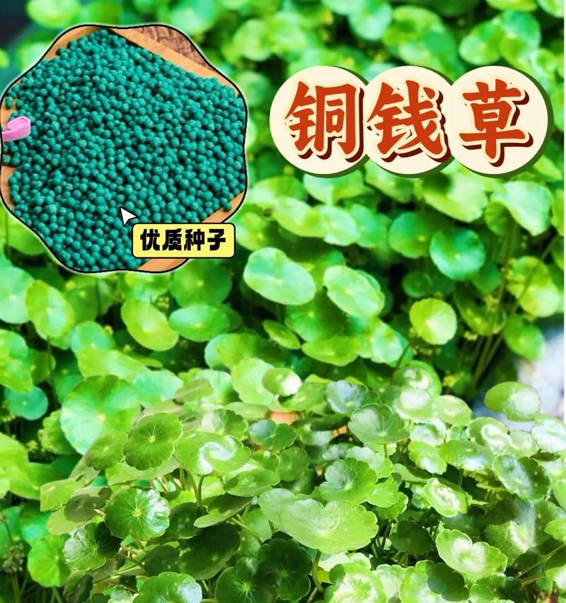 铜钱草的种植方法有哪些？怎样保证铜钱草的生长？