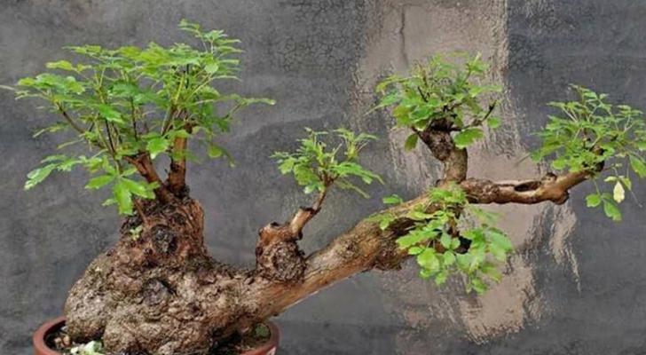 哪些野生树桩具有较高的收藏价值？