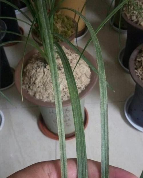 兰花叶片变黄的原因是什么？如何有效挽救变黄的兰花？