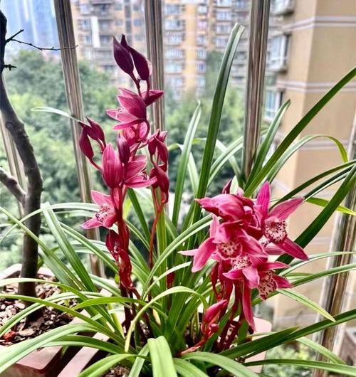 兰花叶片变黄的原因是什么？如何有效挽救变黄的兰花？