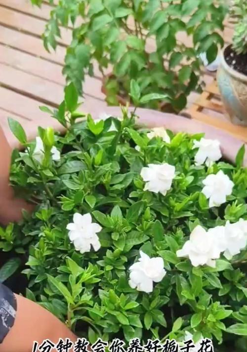 花卉养护的基本原则是什么？如何正确养花？