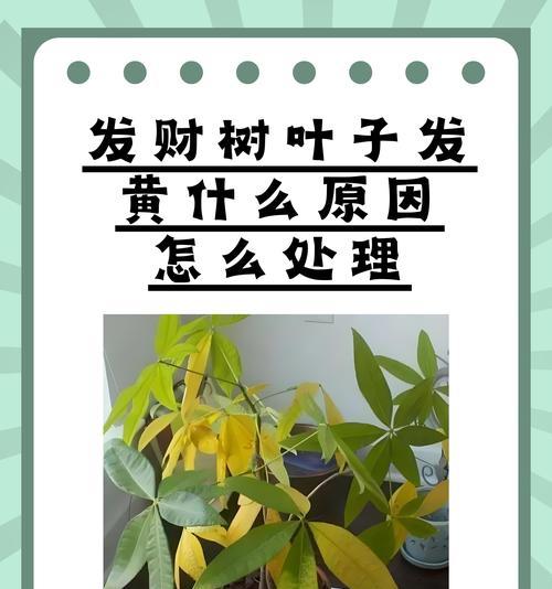 盆栽发财树的养护难度如何？