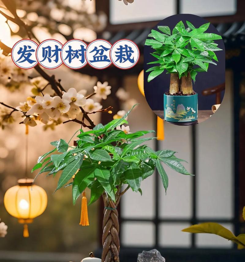 盆栽发财树的养护难度如何？