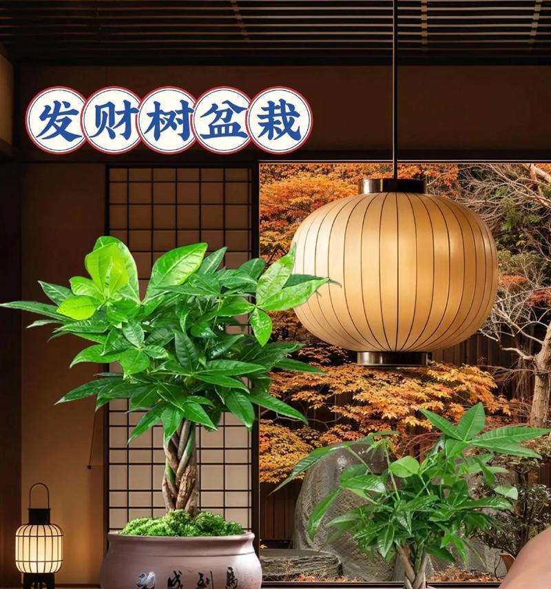 盆栽发财树的养护难度如何？