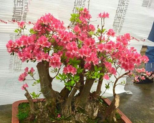 盆栽山丹丹花的养护技巧是什么？